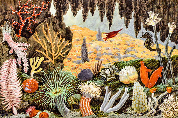 ilustraciones, imágenes clip art, dibujos animados e iconos de stock de anticuario ilustración de los animales al mar - esponja de mar