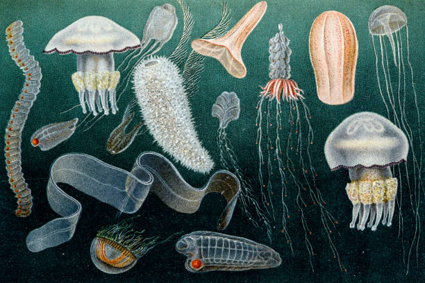 illustrations, cliparts, dessins animés et icônes de ancienne illustration des animaux de la mer - jellyfish cnidarian illustration and painting engraved image