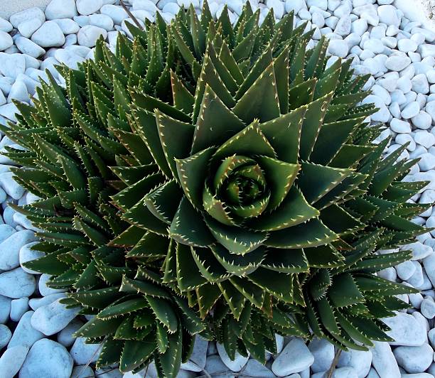istock Aloe Vera Plant 535874935