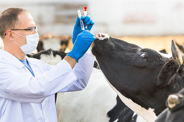 istock veterinarian at  farm cattle 535875671