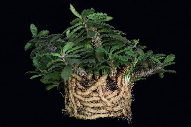 Tree Tree, euphorbia decaryi, isolated on black pattem stock pictures, royalty-free photos & images