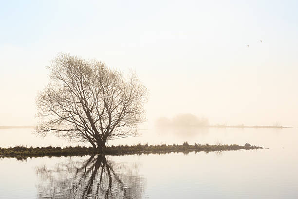 istock Morning light at the lake 535876909