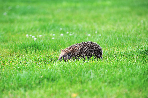 istock hedgehog on green lawn 535888625