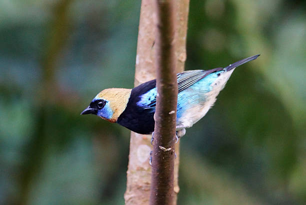 istock Golden-hooded tanager 535888705