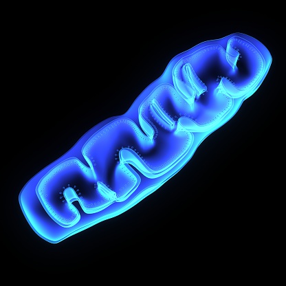 Mitochondria are unusual organelles. They act as the power plants of the cell, are surrounded by two membranes, and have their own genome.