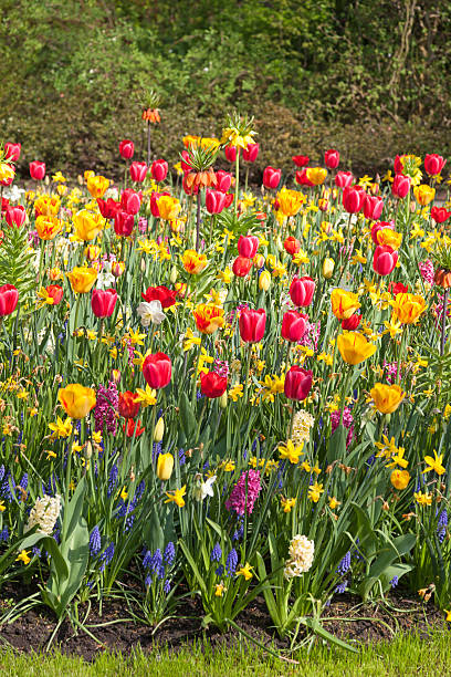 istock Arrangement of multiple colored tulips 535889375