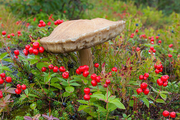 Beautiful mushroom in the grass on a green background, Sfanta Ana, Harghita, Romania
