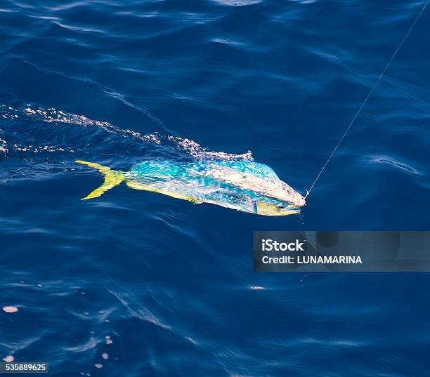 Dorado Mahimahi Fish Hooked With Fishing Line Stock Photo - Download Image Now - Dolphin Fish, Fish, Fishing