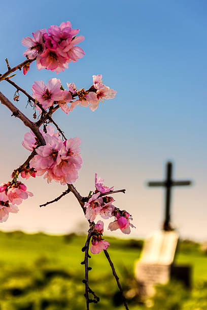 easter.death e rivisitazione: la tomba e fiori di mandorlo apulia -italy- () - new life death cemetery flower foto e immagini stock