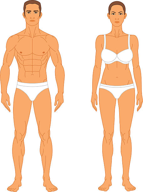 anatomie-mann und frau - naked women human leg body stock-grafiken, -clipart, -cartoons und -symbole