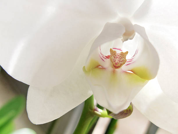 istock Close Up of a beautiful white orchid 535890329