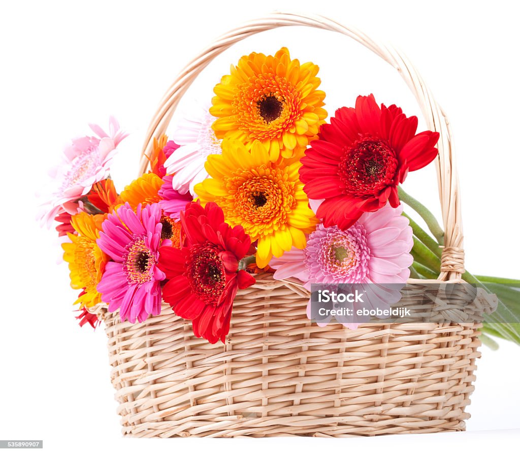 gerbera daisies Bouquet of fresh colorful gerbera daisies in a basket isolated on a white background. 2015 Stock Photo
