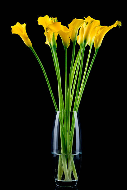 istock Bunch of callas 535891027