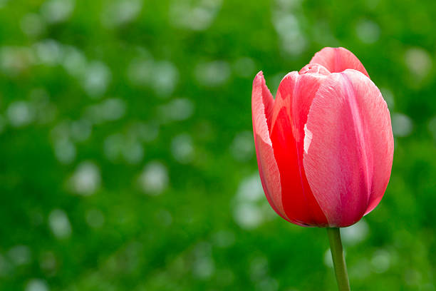 tulipa vermelha com fundo de grama, foco seletivo - parade tulip - fotografias e filmes do acervo