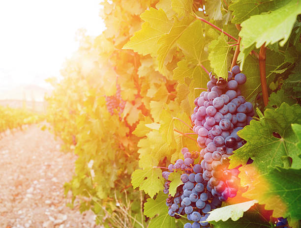 istock Sweet and tasty blue grape bunch 535893265