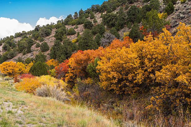 istock Utah. Vegetation along State Highway 24 between Salina and Loa 535893349
