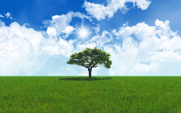 istock Oak tree in grassy landscape 2701 535895589