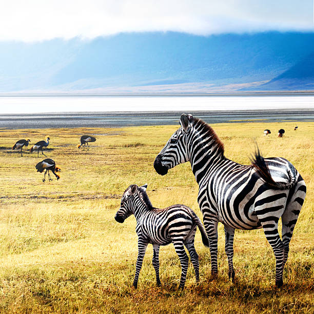 istock Zebras of Ngorongoro 535895877