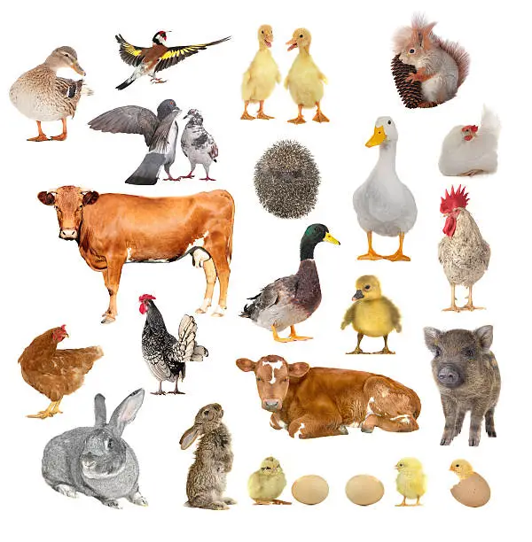 Photo of animals