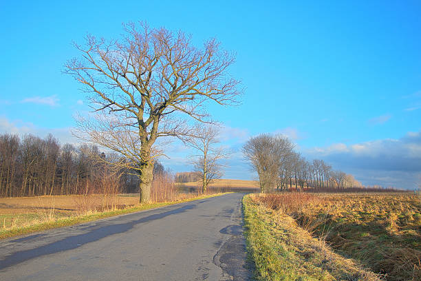 istock Meadow field and road in an evening with warm sun 535896901