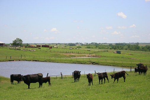 This pond creates an inviting backdrop for these cattle in a southwest Iowa pasture.