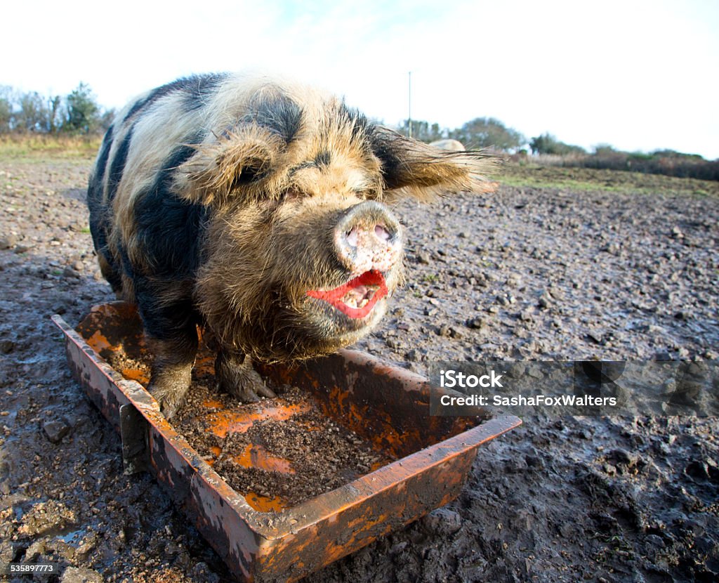 pig with lipstick Pig Stock Photo