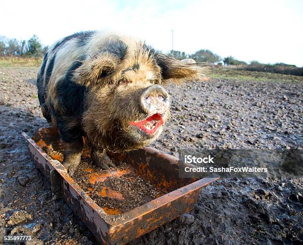Pig With Lipstick Stock Photo - Download Image Now - Pig, Lipstick, Human Lips