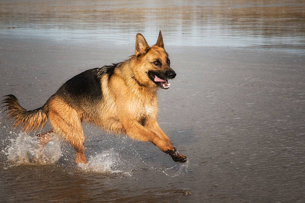 istock sandy beach with dog running in sea 535897779