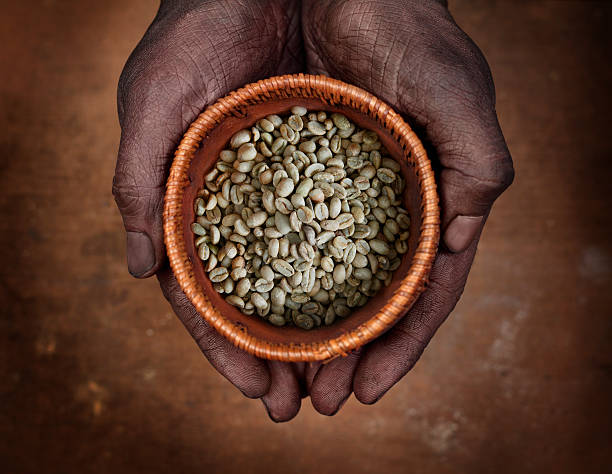 Hands holding raw (green) beans of ethiopian coffee. See other similar photos: