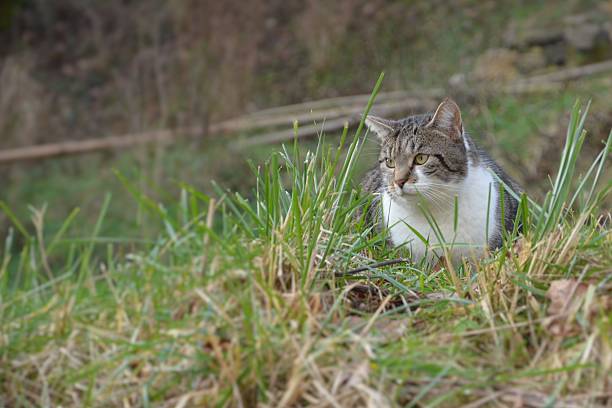 istock striped cat lying outdoors 535898831