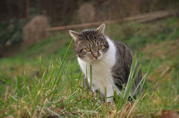 istock striped cat sitting outdoors 535898833
