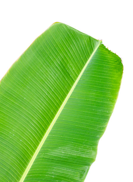 istock Green  banana leaf Isolated on white  background 535898883