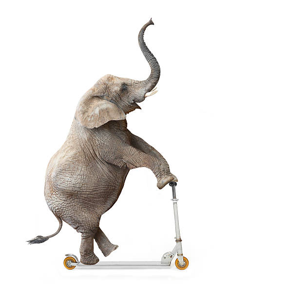 Funny rider. African elephant (Loxodonta africana) riding a push scooter. animal trunk photos stock pictures, royalty-free photos & images