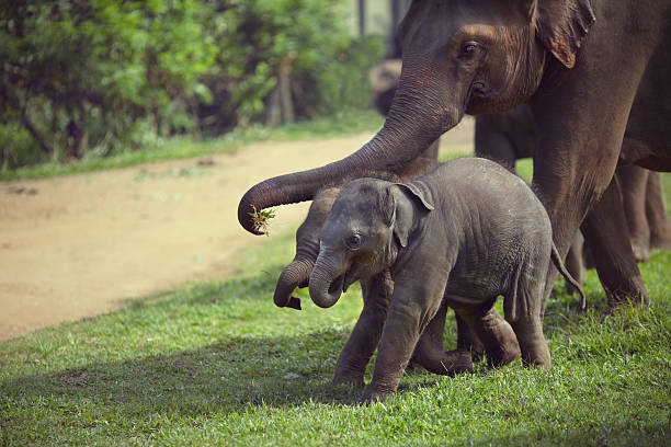 Sri Lankan Elephant, Elephas maximus maximus, Minneriya National Park, Sri Lanka, Asia