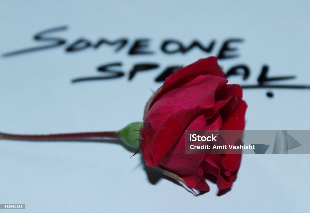 Someone Special Text someone special wriiten on paper on the back side of Beatiful Rose. 2015 Stock Photo