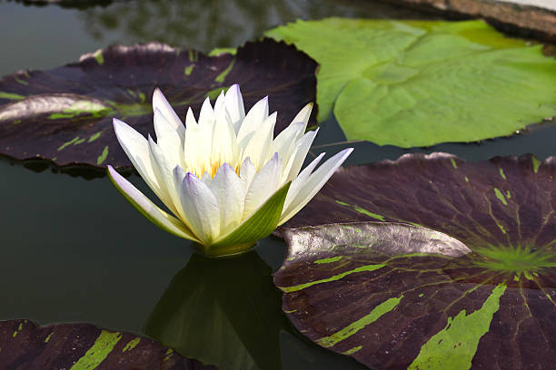 istock Waterlily or Lotus Flower in pond. 535910399