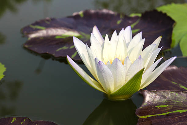 istock Waterlily or Lotus Flower in pond. 535910401