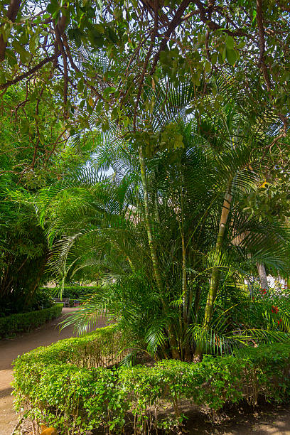 istock Green palm tree between the vegetation of a park 535910679