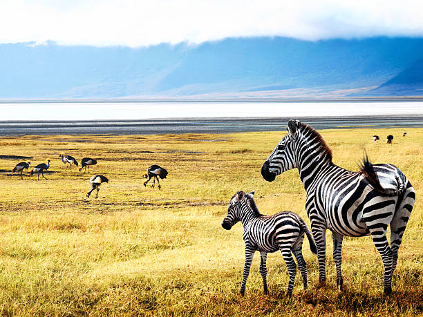 얼룩말의 of ngorongoro - lake manyara national park 뉴스 사진 이미지