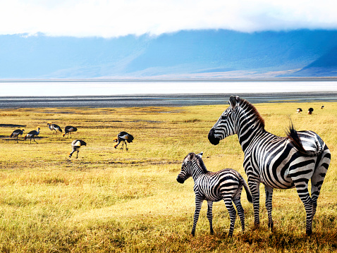 Summer landscape - view of a herd of zebras grazing in high grass under the hot summer sun. Wildlife scene from nature