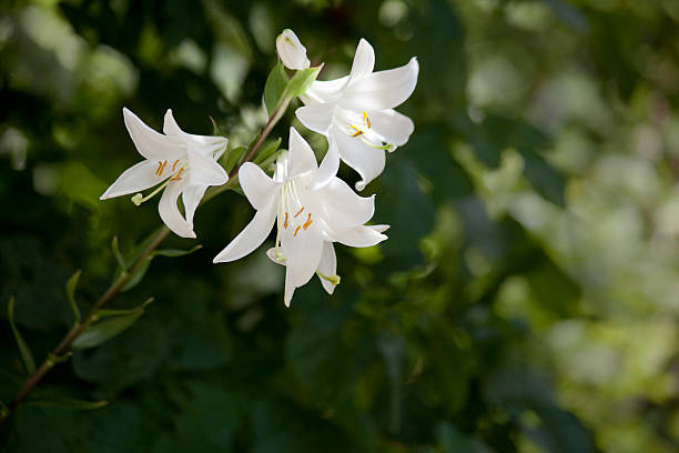 istock Bunch of beautiful white lily blossoms 535912373