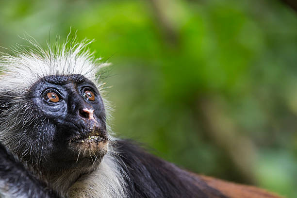 istock Endangered Zanzibar red colobus monkey (Procolobus kirkii), Joza 535912491