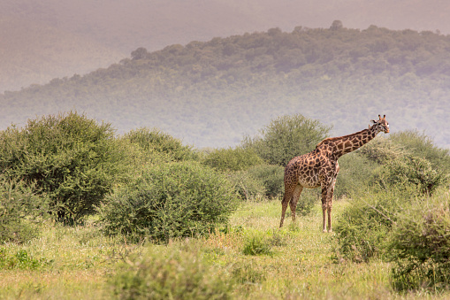 Jirafa en safari salvaje drive, Kenia. photo
