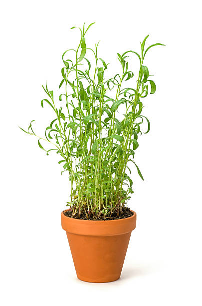 Tarragon in a clay pot Tarragon in a clay pot tarragon stock pictures, royalty-free photos & images