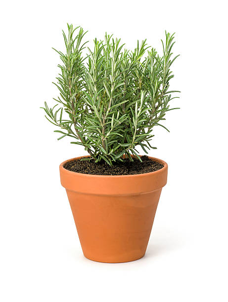 Rosemary in a clay pot