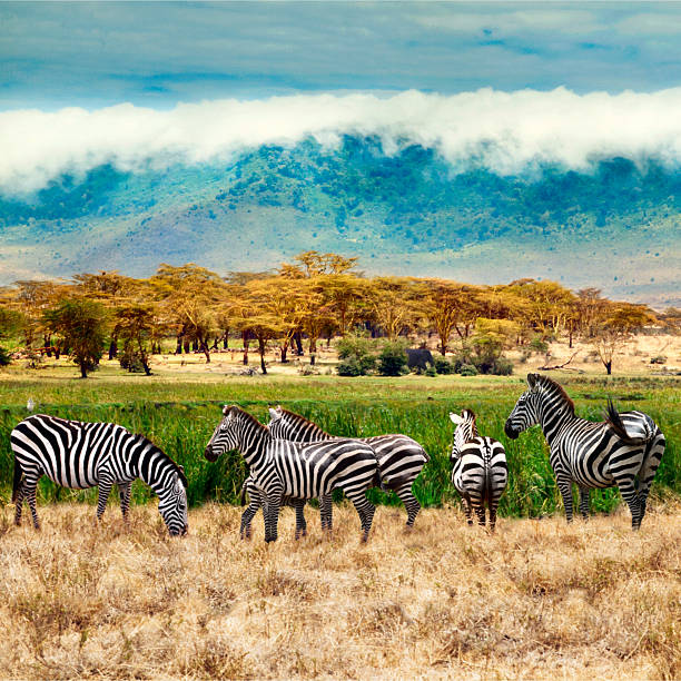 istock Zebras of Ngorongoro crater 535913169