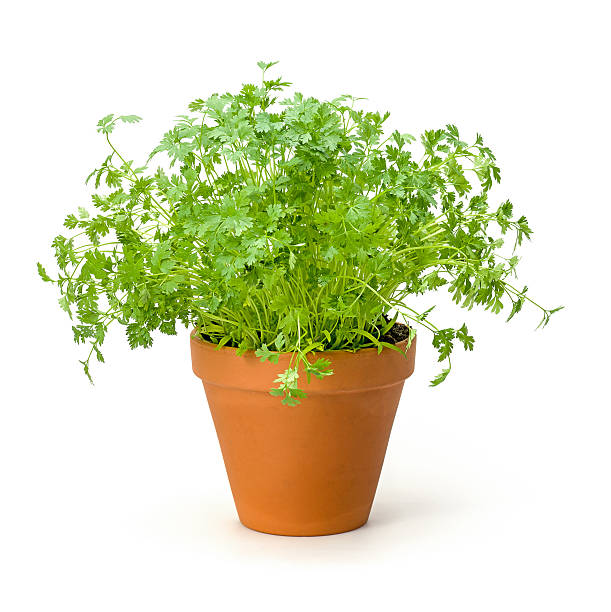 Chervil in a clay pot Chervil in a clay pot chervil stock pictures, royalty-free photos & images