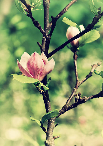 abloom のマグノリアの花 - abloom ストックフォトと画像