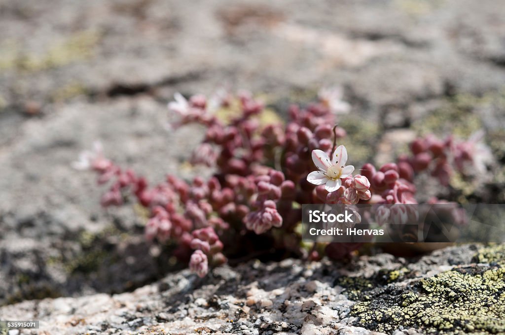 Stonecrop, Sedum brevifolium Stonecrop, Sedum brevifolium, growing on granite rocks. Photo taken in Guadarrama Mountains, La Cabrera, Madrid, Spain 2015 Stock Photo