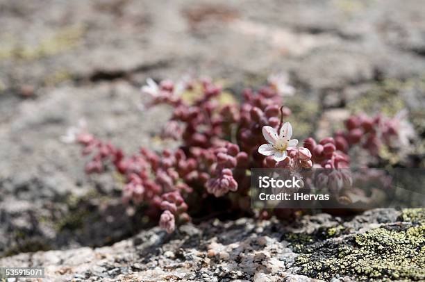 Stonecrop Sedum Brevifolium Stock Photo - Download Image Now - 2015, Biodiversity, Blossom
